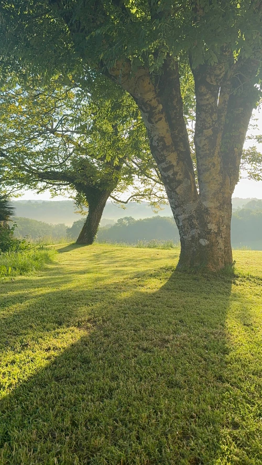 Grand arbre au matin, ombres longues sur l'herbe