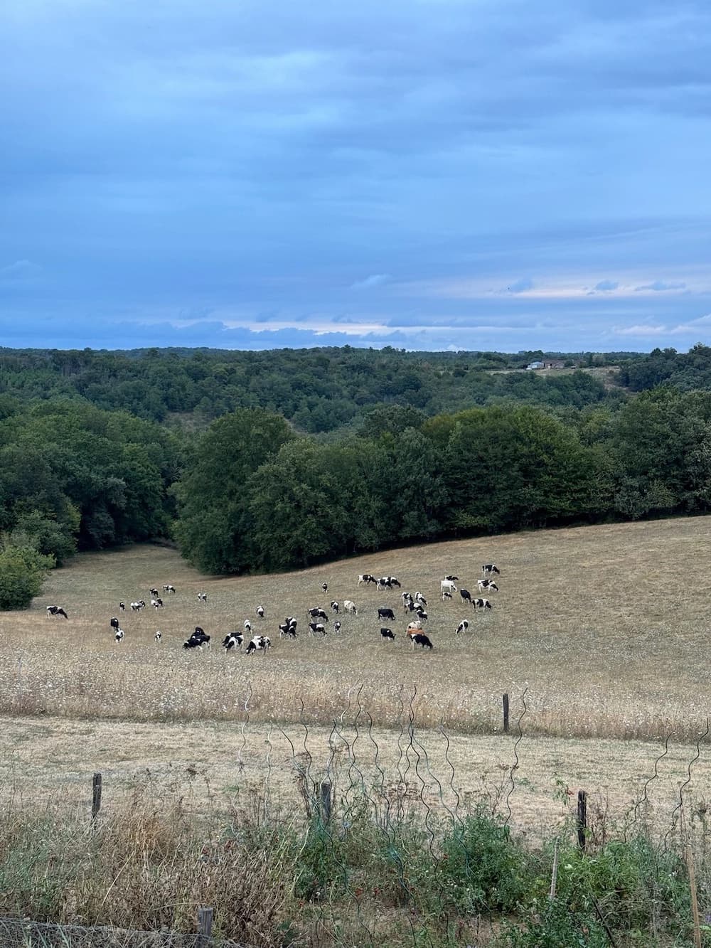 Les vaches dans les prairies voisines